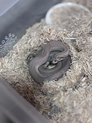 Heterodon nasicus (Westliche Hakennasennatter)