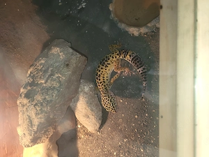Leopardgecko NZ 2025