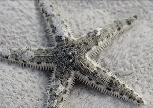 Seestern Archaster typicus