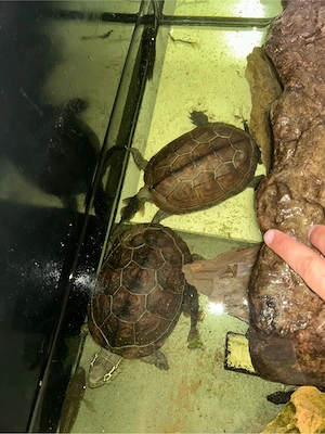 Chinesische Dreikielschildkröten (Mauremys reevesii)   2 Tiere abzugeben
