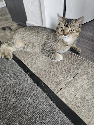 Bezauberndes Britisch Kurzhaar (BKH) Kitten sucht ein liebevolles Zuhause