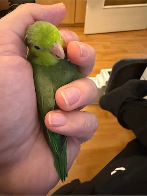 Handzahme Sperlingspapageihenne