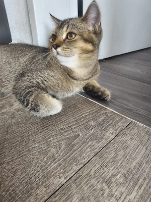 Bezauberndes Britisch Kurzhaar (BKH) Kitten sucht ein liebevolles Zuhause
