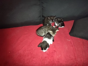 europäische kurz haar katzenkitten 