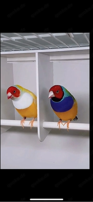 Goldamadine