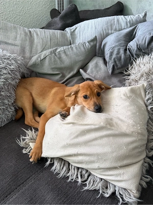 Lua sucht ihr für immer Zuhause
