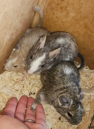 Degus suchen ein Zuhause m w