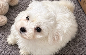 malteser bichon mix welpen