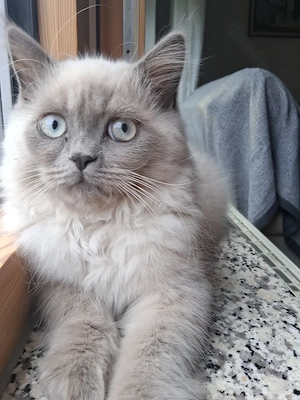Birma Kater Kitten