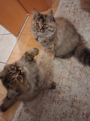 Perser Mix Kitten weiblich
