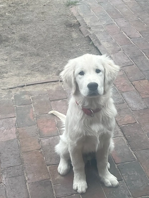 Golden-Retriever-Welpen suchen eine liebevolle Familie