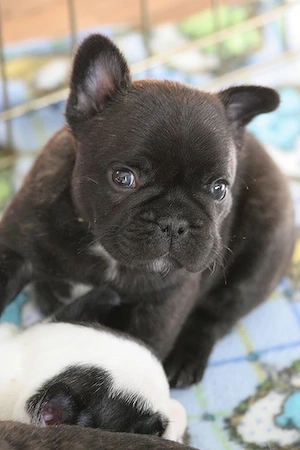 Französische Bulldoggen-Welpen suchen ein liebevolles Zuhause   