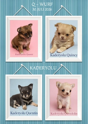Chihuahua Welpen Langhaar