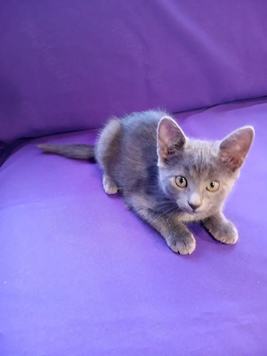 3 graue weibliche Kitten Katzenbaby Katzenkind Kätzchen ab Freitag 25.09.2026 abzugeben
