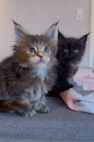 Maine Coon Mädchen mit Stammbaum