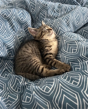 Maine Coon Mix Kätzchen Katze, Kitten, Babykatze