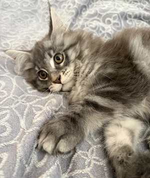 Zwei bezaubernde Maine-Coon-Mädchen suchen ihr Zuhause fürs Leben 