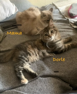 Edelmix Kätzchen "SibiCoon" (Neva Masquarade-Maine Coon)