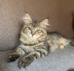 Edelmix Kätzchen "SibiCoon" (Neva Masquarade-Maine Coon)