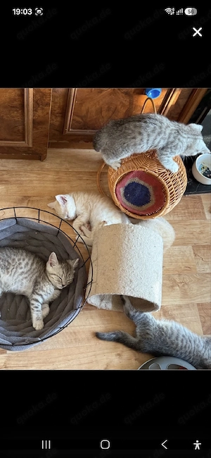 BKH kitten abgabebereit 