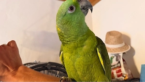 papageien 