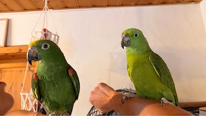 amazonen pärchen 