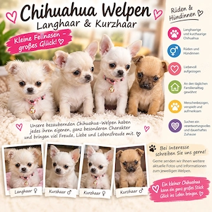 Chihuahua-Welpen   Langhaar & Kurzhaar   Rüden & Hündinnen