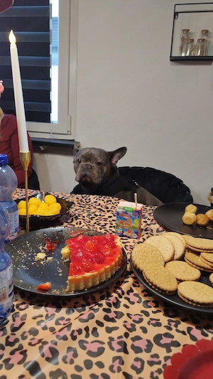 Hund abzugeben 