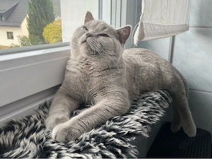 Deckkater BKH Bild 3