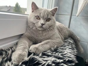 Deckkater BKH