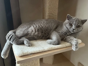Deckkater BKH Bild 4