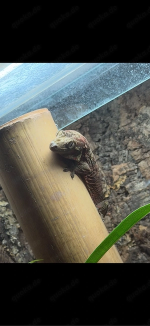 Mniarogekko chahoua