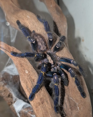 1.0 Poecilotheria metallica   männlich    RH 2026