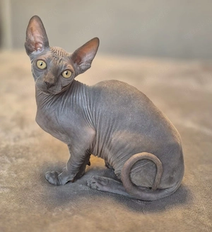 Reinrassige Canadian Sphynx Kitten mit Tasthaaren !