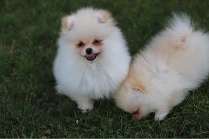 Pomeranien Zwergspitz Welpen sofort abgabebereit