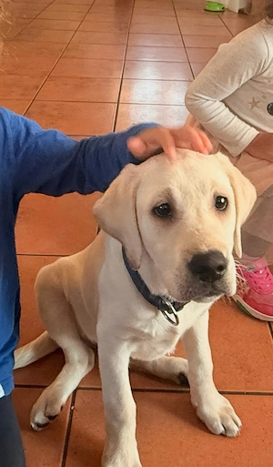 Labrador Welpe Weibchen 