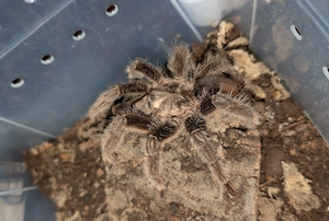 1.0 Tliltocatl albopilosus  Nicaragua    männlich   RH 2025