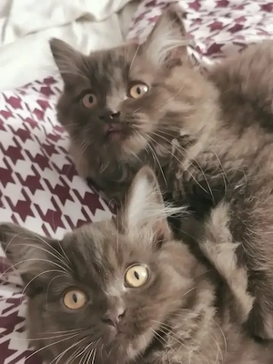 BlH Schoko Kitten