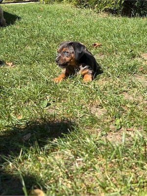 hunde verkaufen 