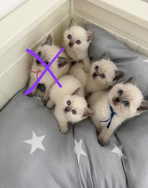 BKH Kitten abgabebereit