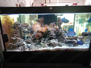 Meerwasser Aquarium Inhalt 