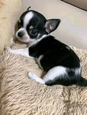 Liebevolles Zuhause für Chihuahua-Welpen (12 Wochen) gesucht