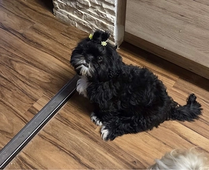 Reinrassige Shih-Tzu-Welpe sucht ein liebevolles Zuhause