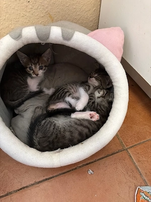 baby katzen zu verkaufen 