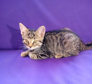 2 getigerte männliche Kitten Katzenbaby Katzenkind Kätzchen ab Freitag 25.09.2026 abzugeben
