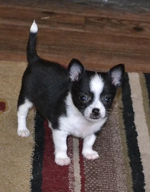 Liebevolles Zuhause für Chihuahua-Welpen (12 Wochen) gesucht