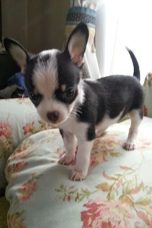 Chihuahua-Welpe, 12 Wochen alt