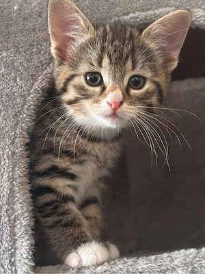 2 Babykatzen suchen ein zuhause 