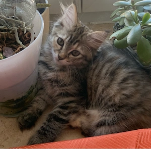 Edelmix Kätzchen "SibiCoon" (Neva Masquarade-Maine Coon)