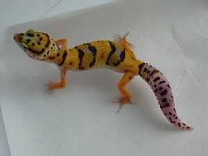 0.1 InfernoXBold Leopardgecko Weibchen | Eublepharis macularius Jungtier
